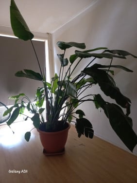 Strelitzia. -  Paradijsvogelplant