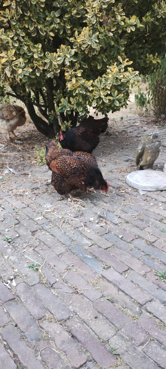 Goed huis gezocht voor kippen