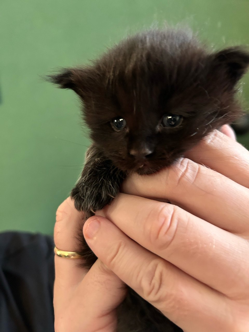 Nog 2 lieve Maincoon kittens beschikbaar!
