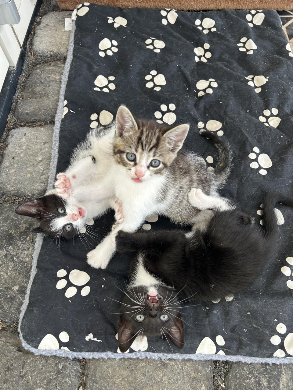 Lieve kittens😻