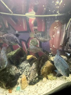 Mooie Amerikaanse cichliden te koop / te ruil!