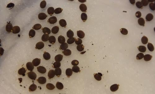 Eitjes indische wandelende takken