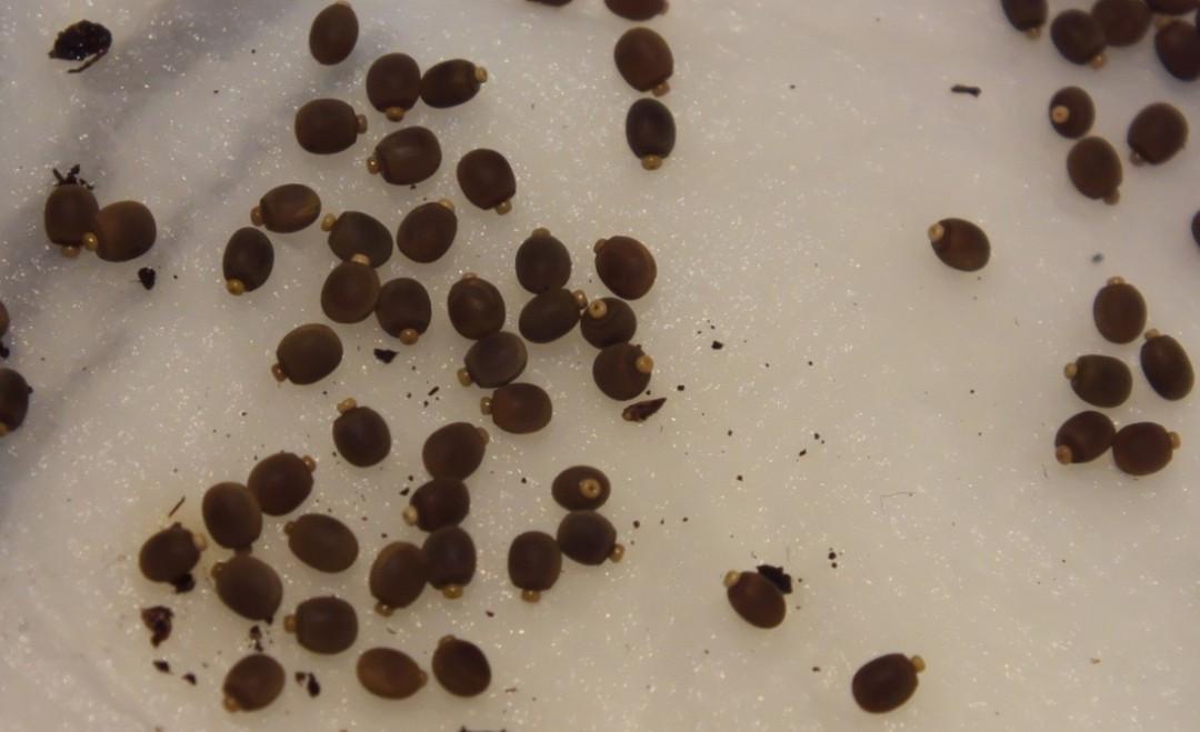 Eitjes indische wandelende takken