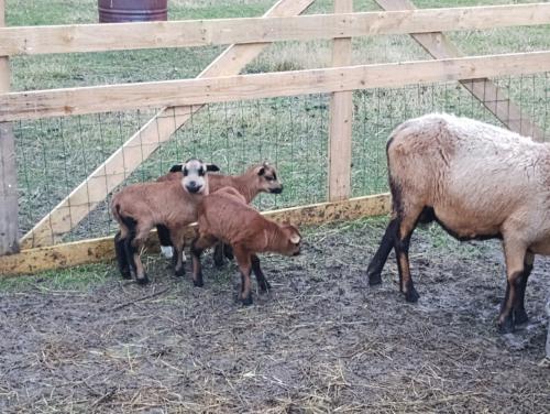 Schapen barbados black belly