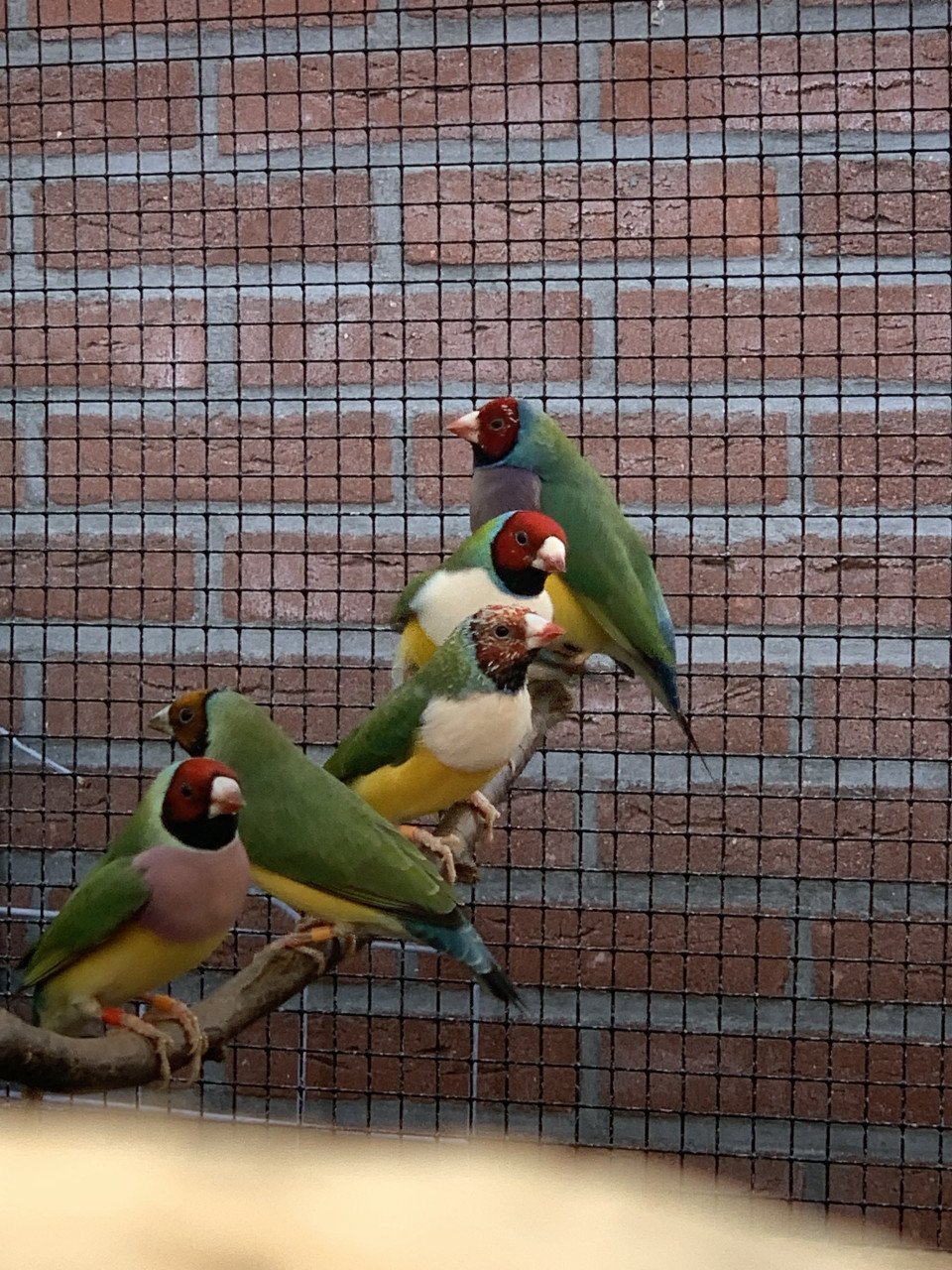 Gouldamadines (uit buitenvoliere)