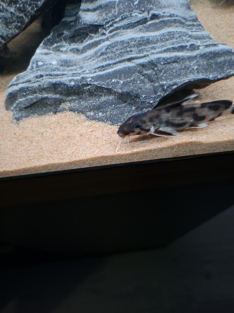 Synotontis  petricola