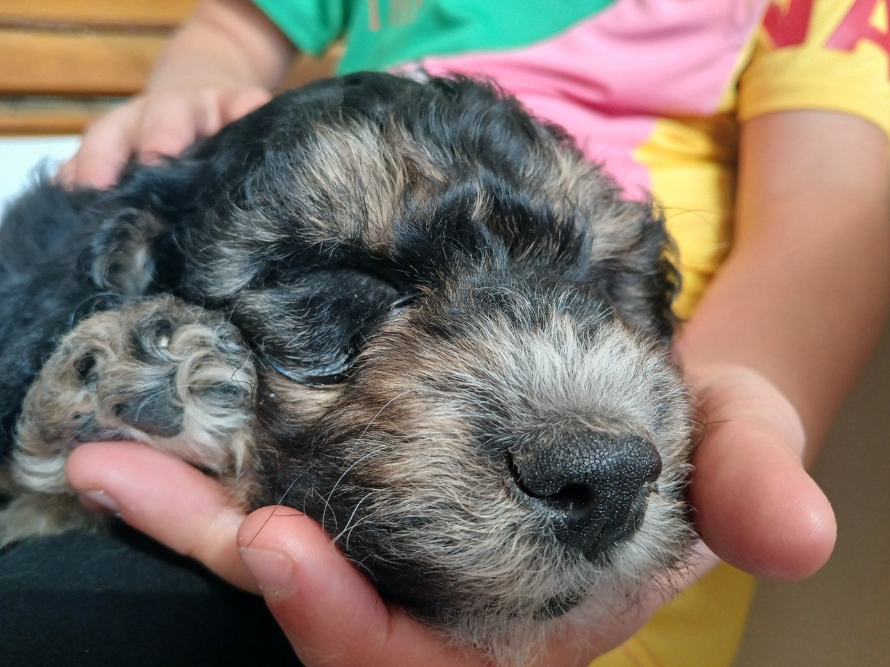 Schattige labradoodle pups op zoek naar een huis