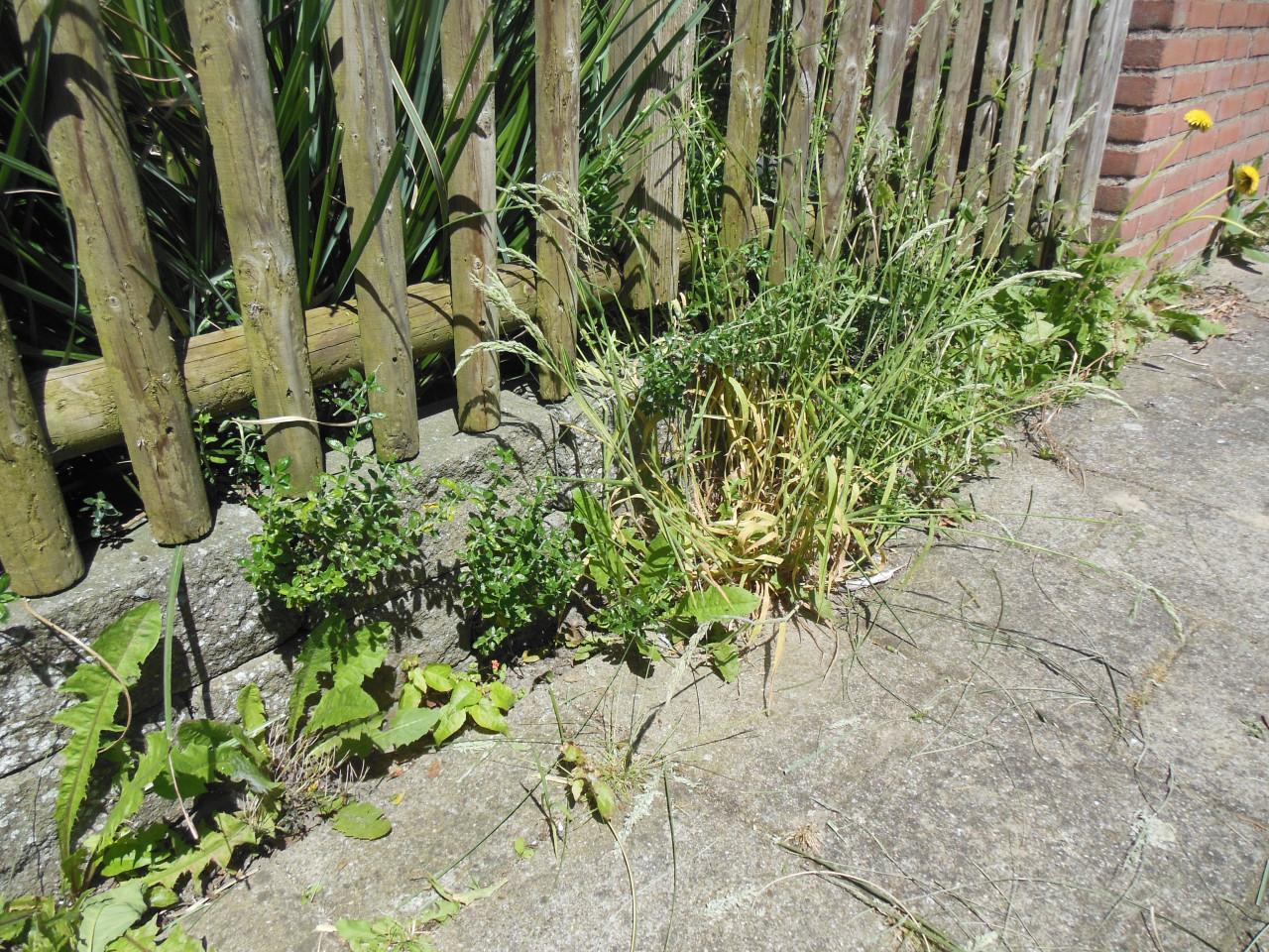 Tuinonderhoud - Walcheren - Zeeland