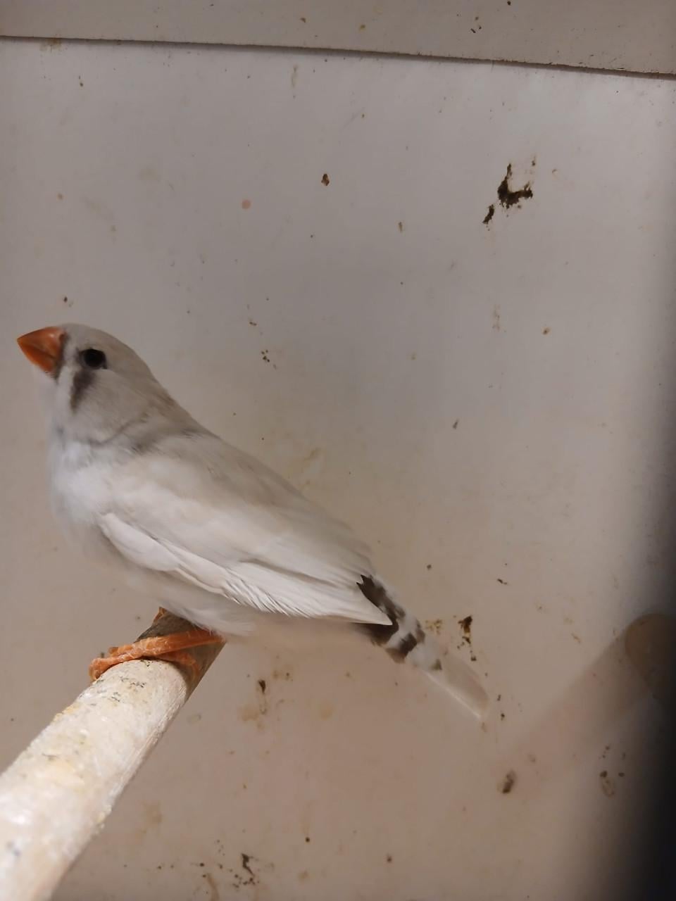 Te koop zebravinken