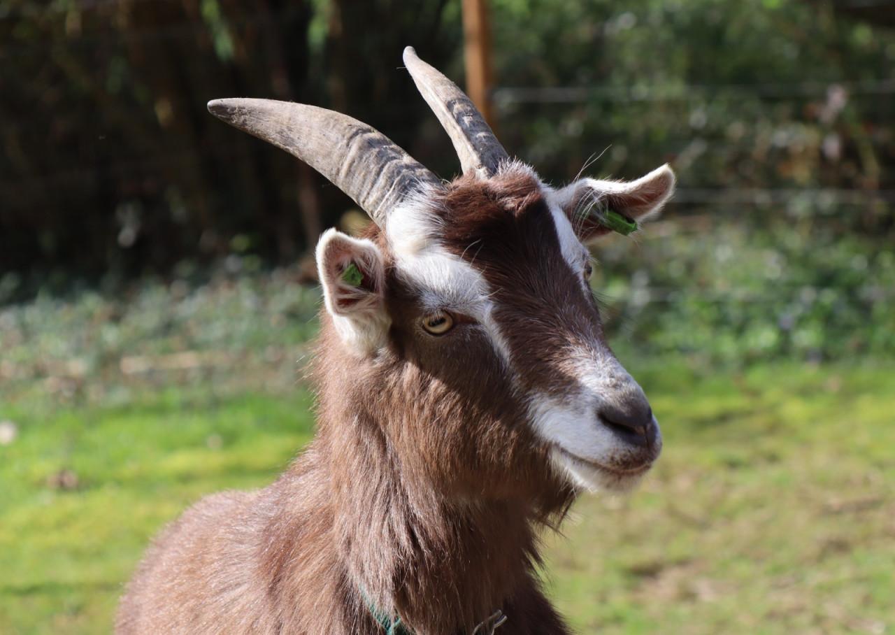 2 gecastreerde bokken