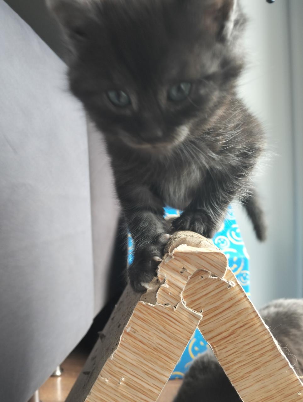 Kitten - mannetje