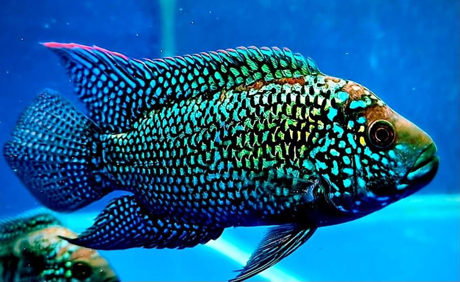 Aquariumvissen kweekkoppel