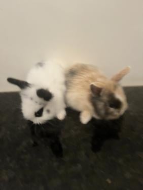 Baby konijnen te koop