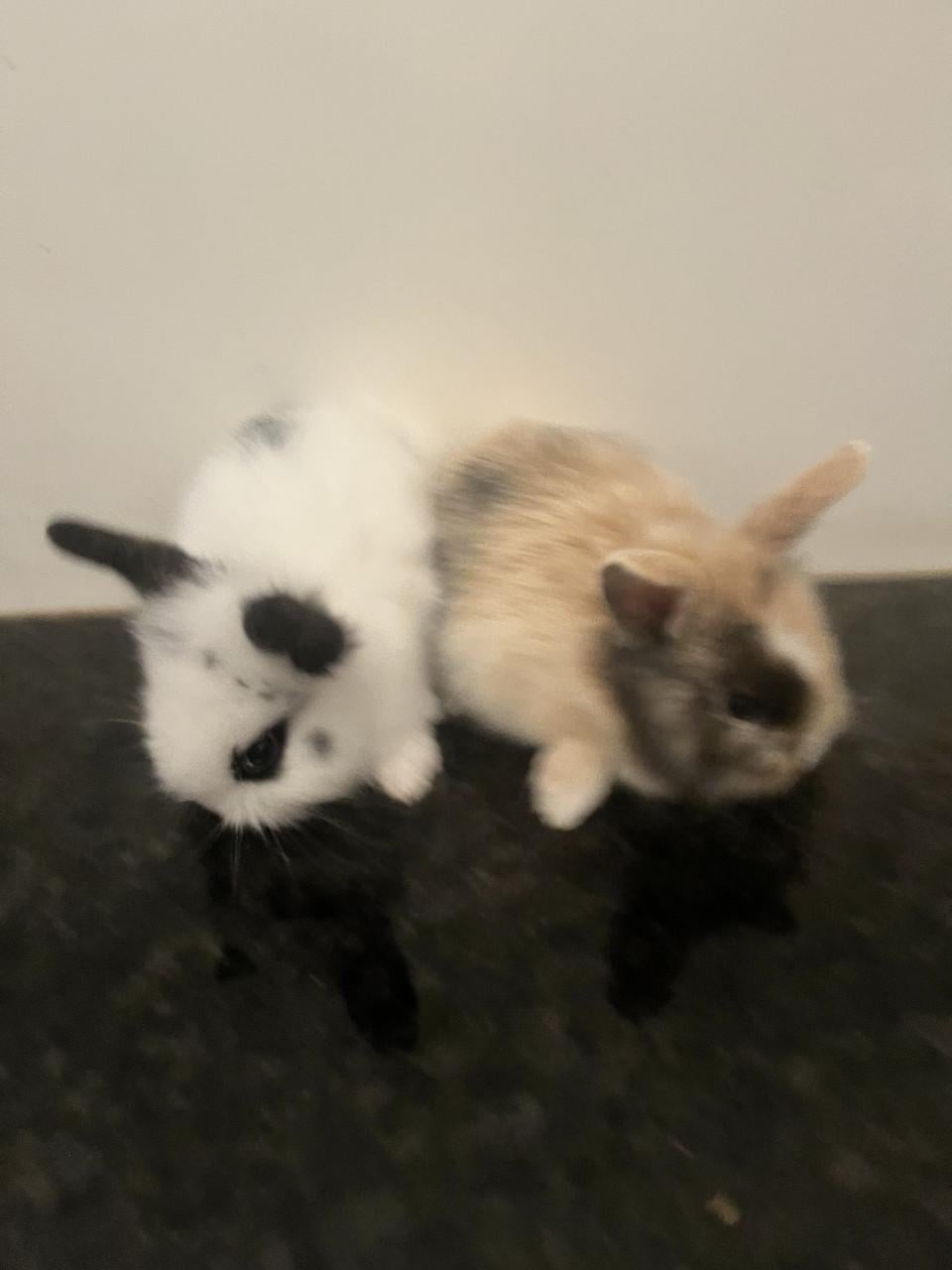 Baby konijnen te koop