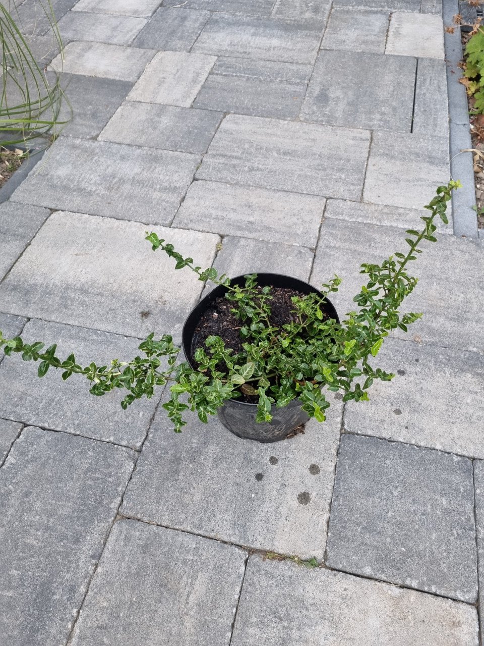 Euonymus
