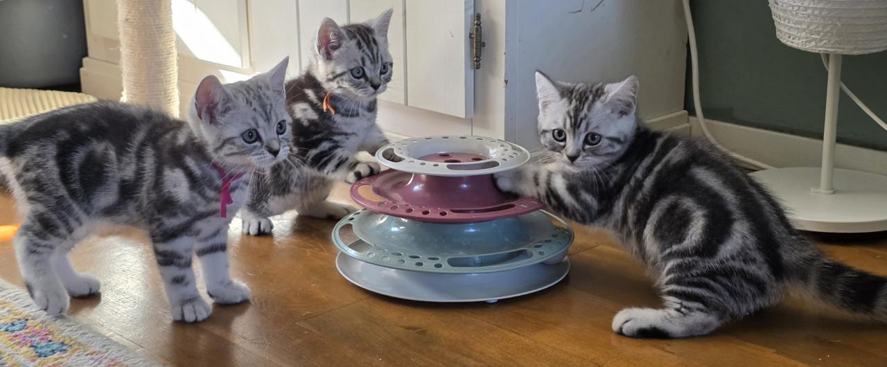Raszuivere Brits korthaar kittens (Whiskas)