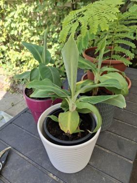 Bananenplant