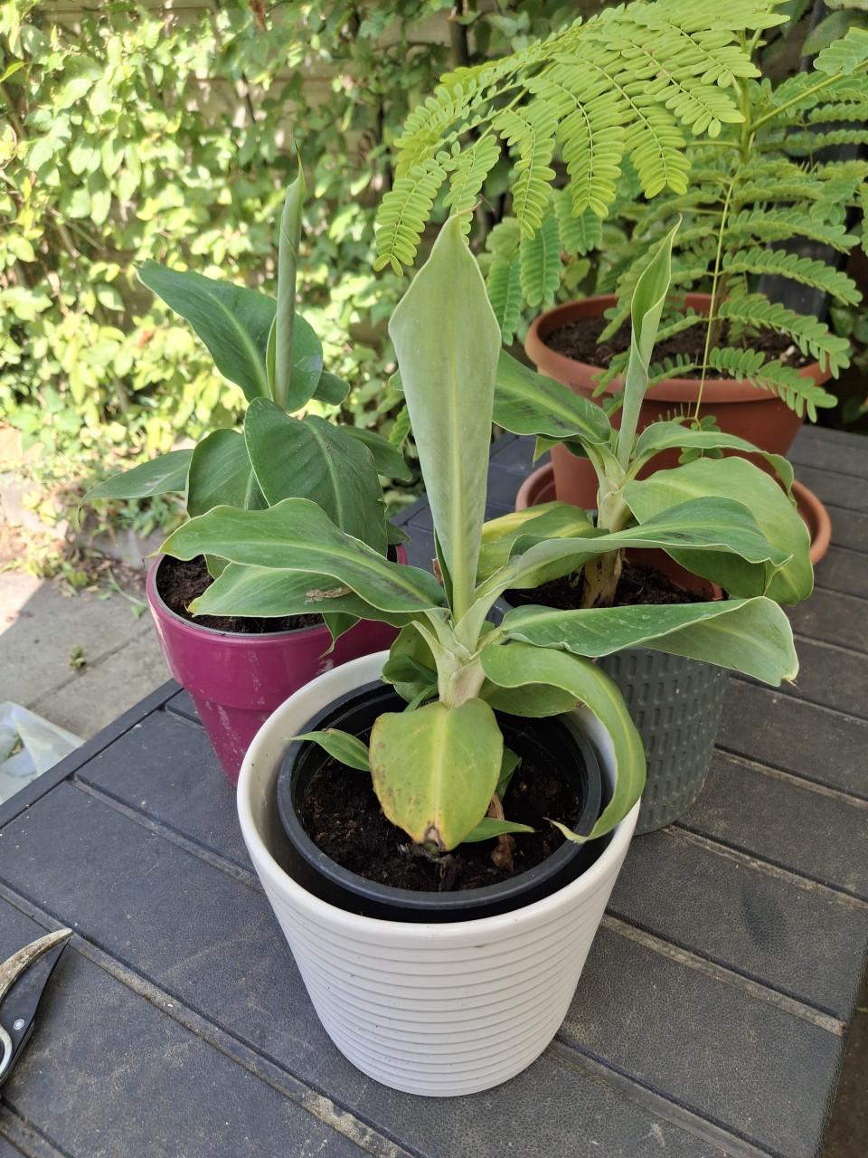 Bananenplant