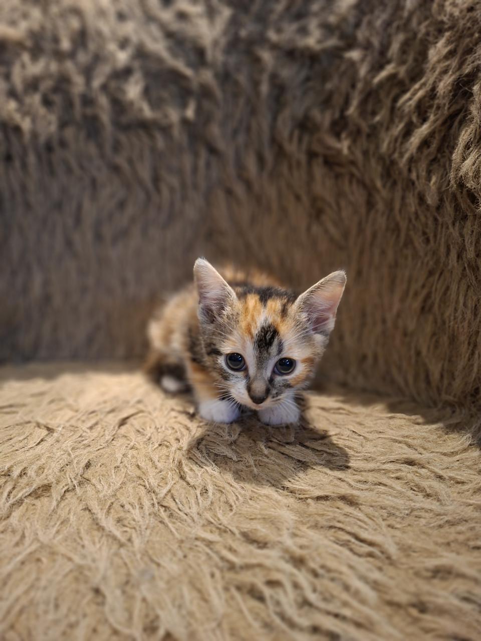 Kittens