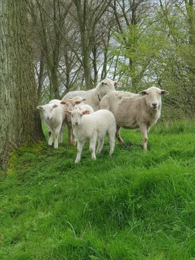 Ruischapen easy care nolana ooien ram stellen schapen schaap