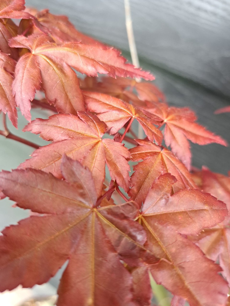Japanse esdoorn Deshojo Nishiki 'acer palmatum'