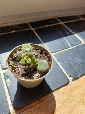 Mini vetplantje
