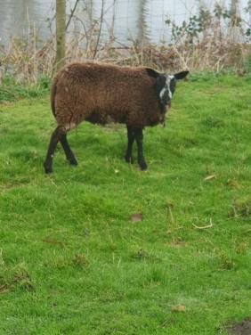 Rammen ram schaap dekram schapen paard pony