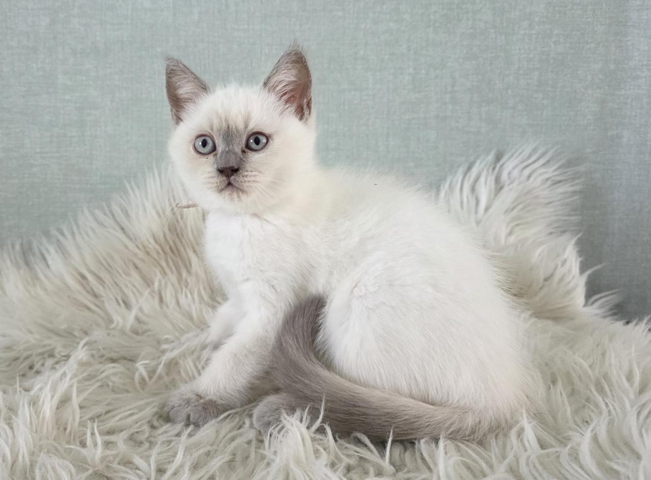 Lilac-point Brits korthaar kitten