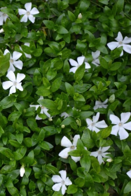 Vinca Minor (kleine maagdenpalm) bodembedekker