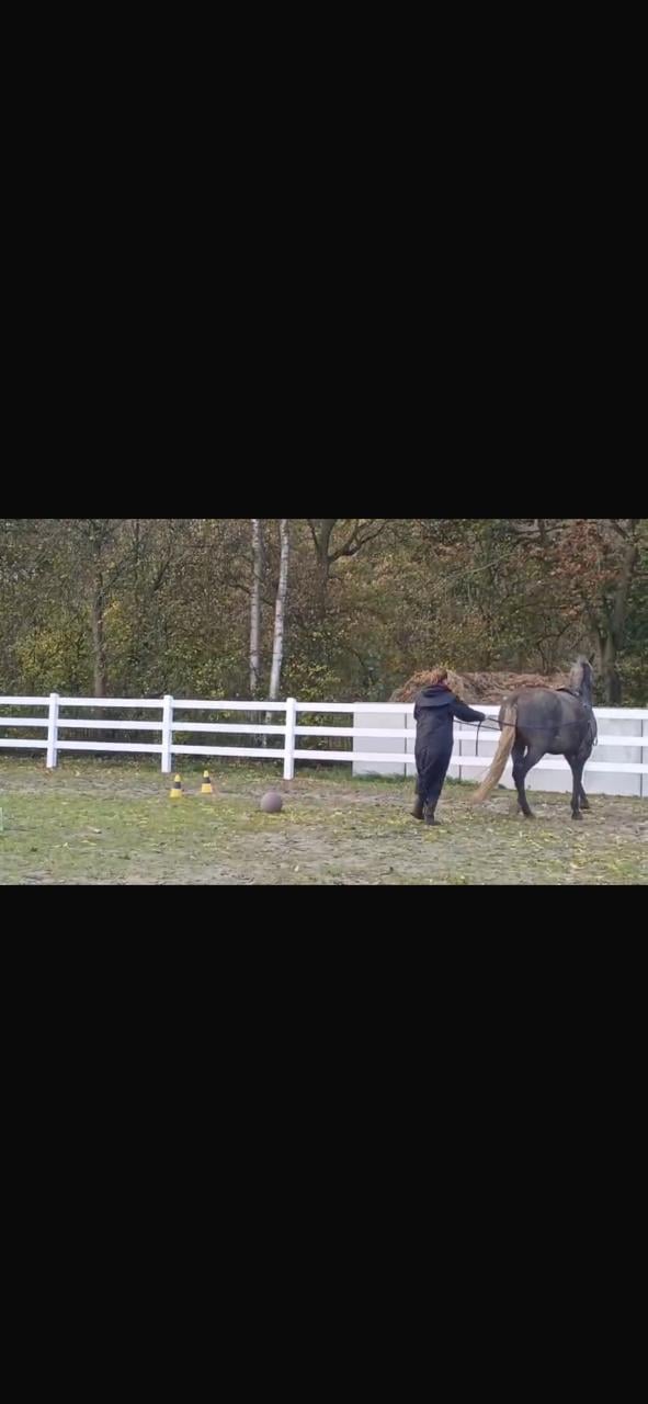 #Equi Pride# gedrag, grondwerk, rijden, Naturel Horsemanship, etc.