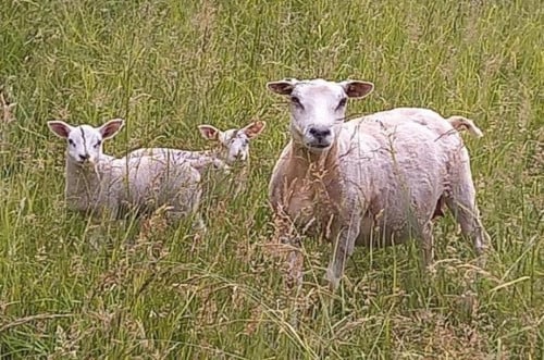 Schapen vlees lams vlees