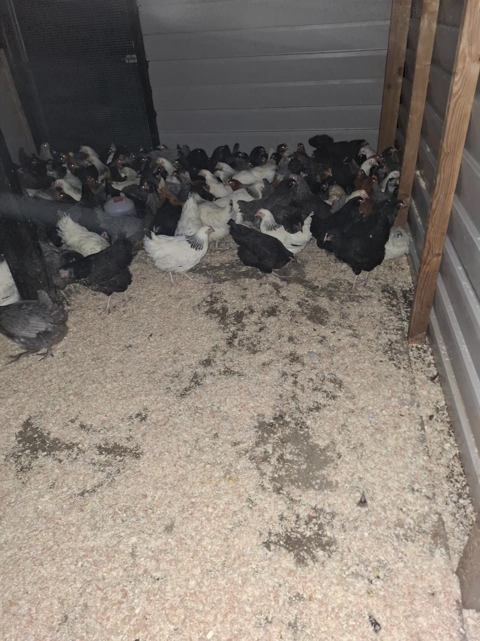 Grote keuze uit jonge leghennen