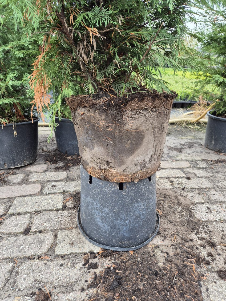 Leylandi haagconiferen in pot, tot 225 cm hoog