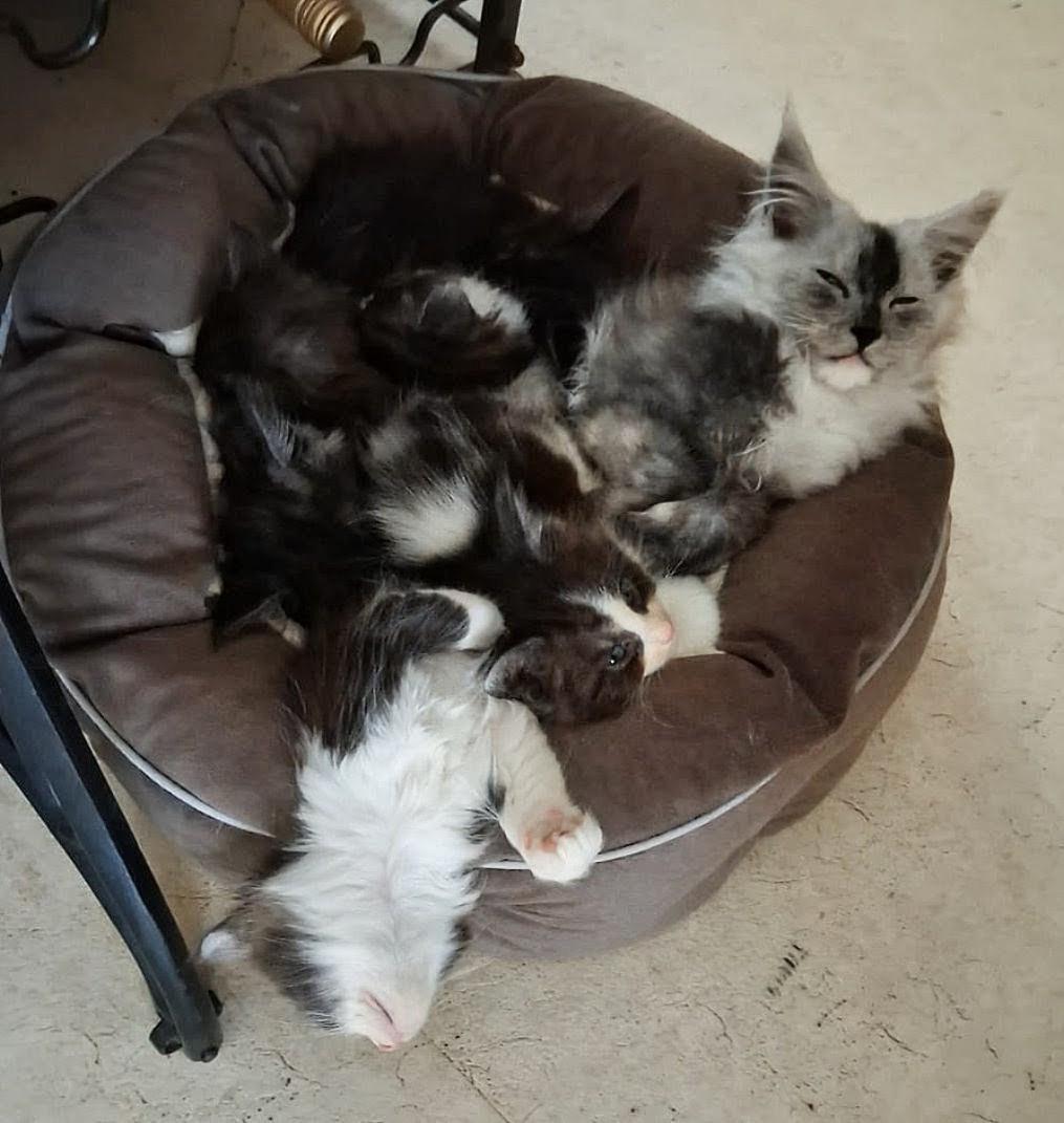 Maincoon kruising ragdoll kittens