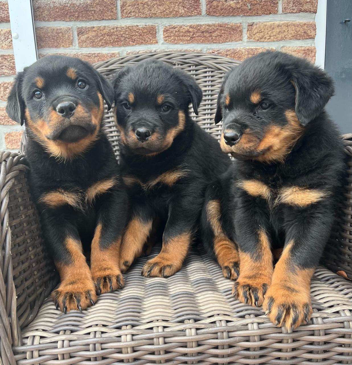Rottweiler pups