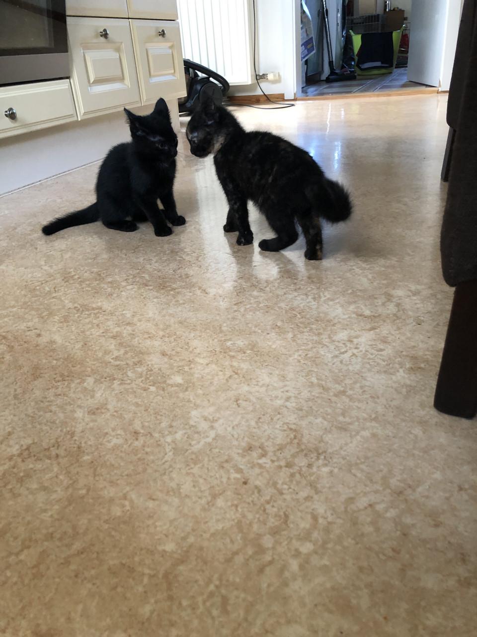 Kittens mannetje en vrouwtje