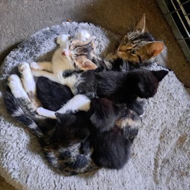 Leuke, lieve, speelse kittens