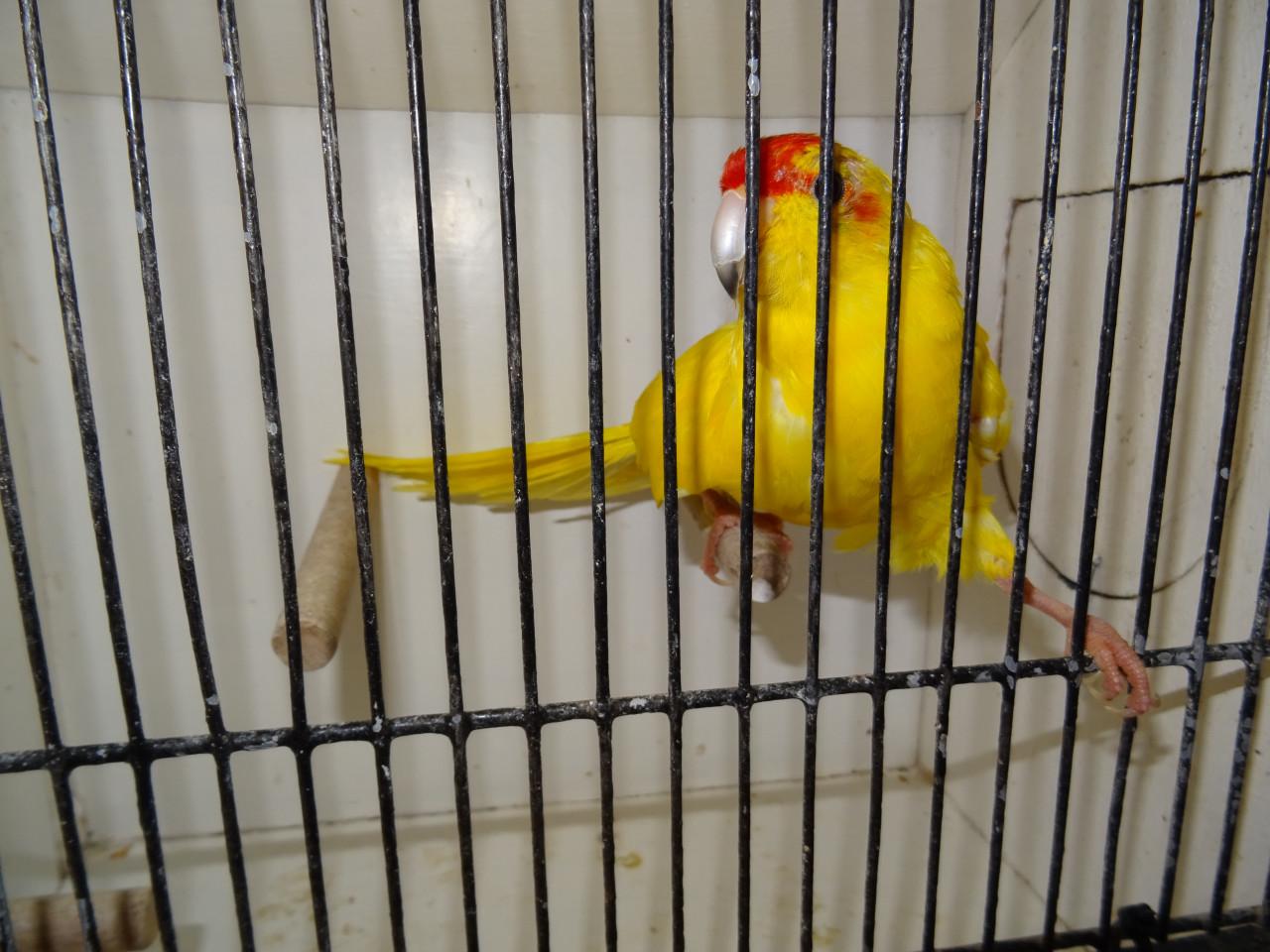 Te koop broedrijpe gele kakarikie Man !!