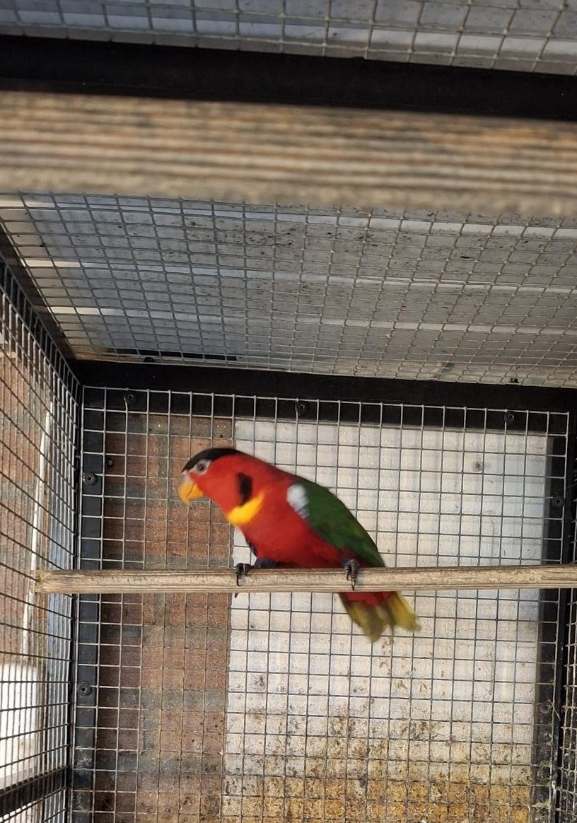 Koppel groenstaart lories