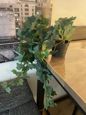 2 nieuwe kunst klimop planten