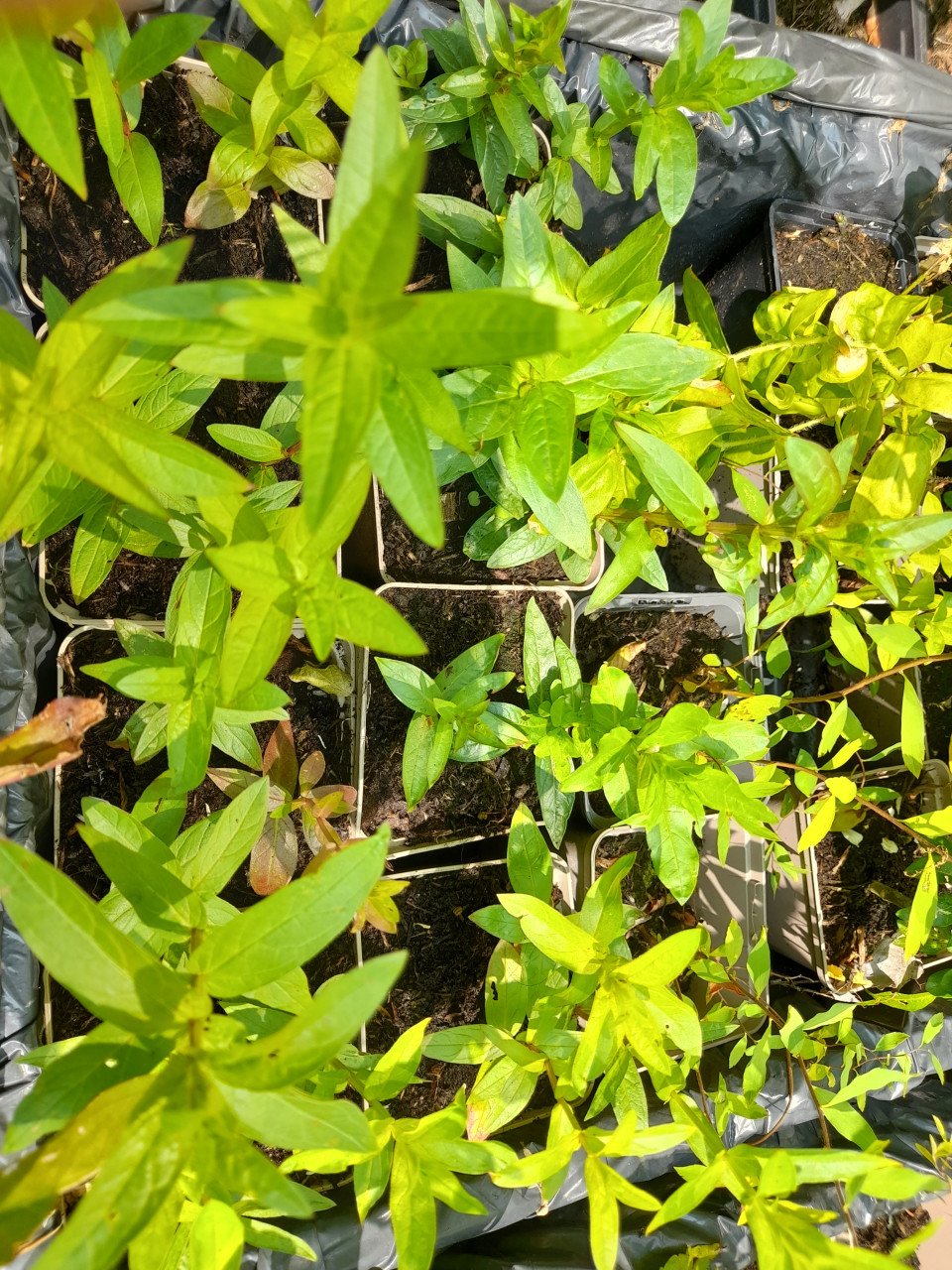 Lythrum Salicaria/grote kattestaart