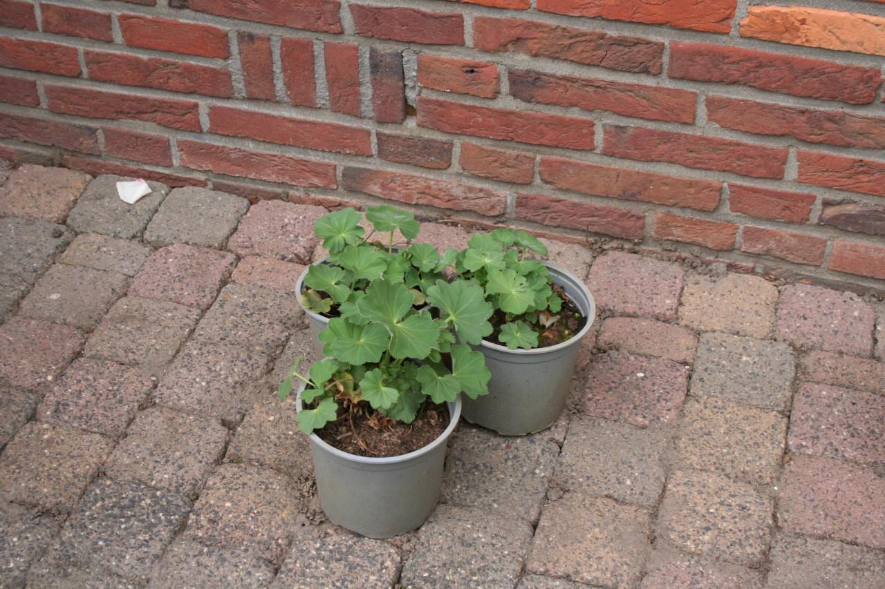 Vaste planten gratis