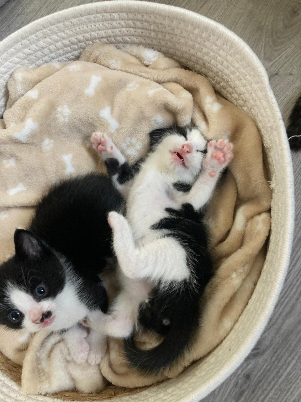 Supper schattige Kittens