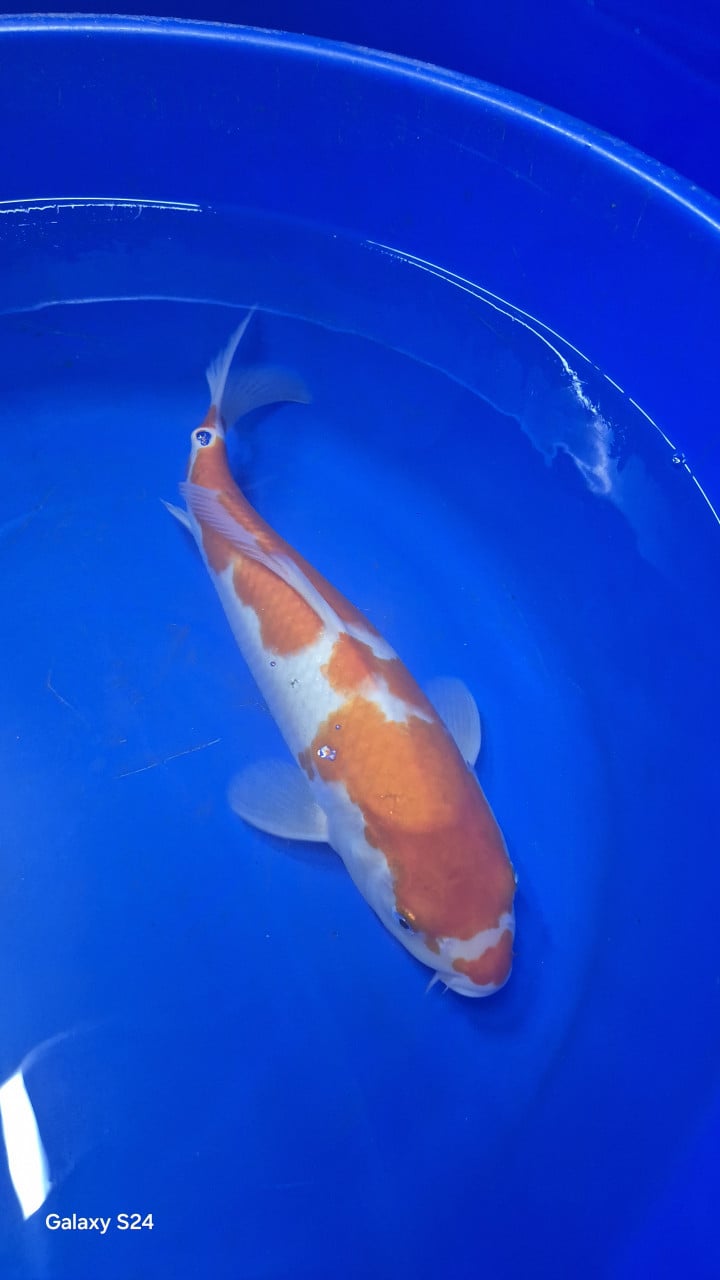 Mooi japanse koi30-40cm
