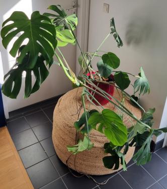 Kamerplant Monstera