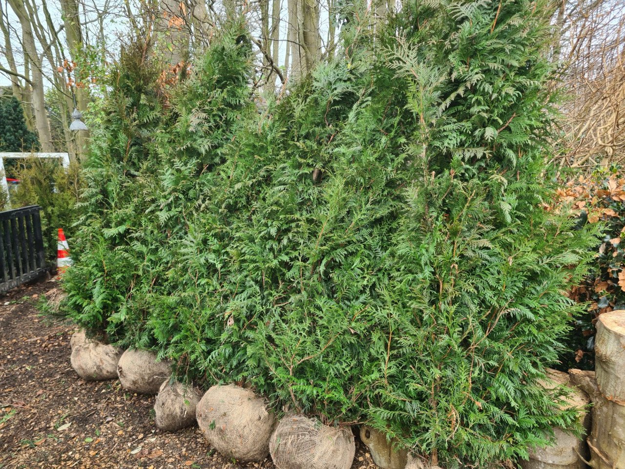 Thuja Plicata Excelsa coniferen in alle maten