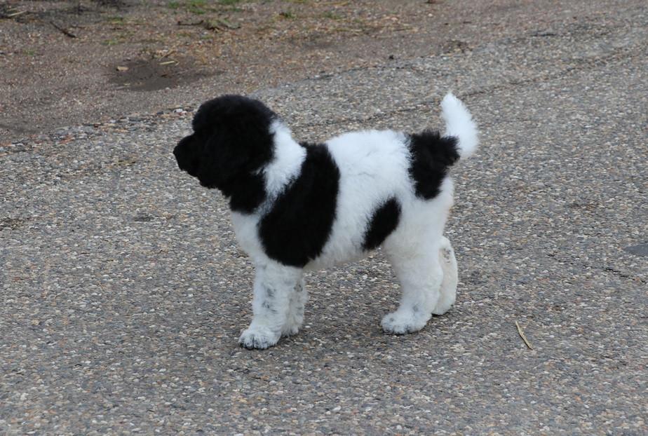 Prachtige Panda Labradoodle teef pup van bijna 9 weken