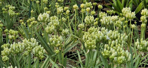 Agapanthus Double Diamond
