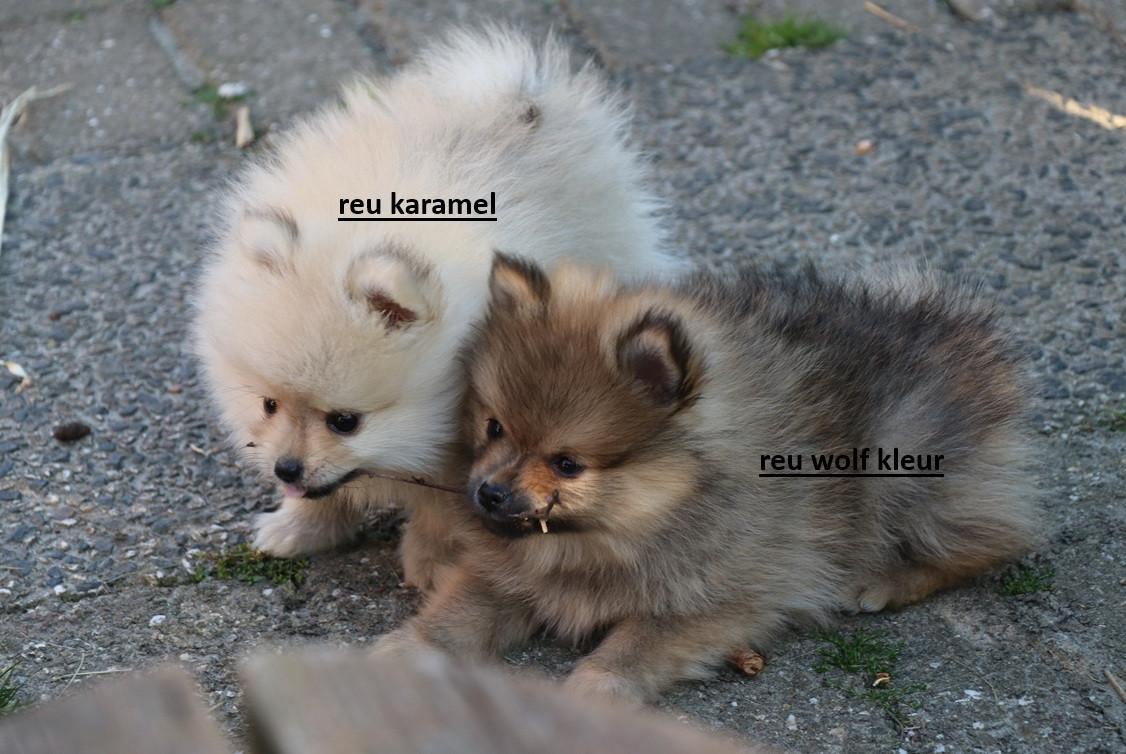 Pomeriaan pups beschikbaar