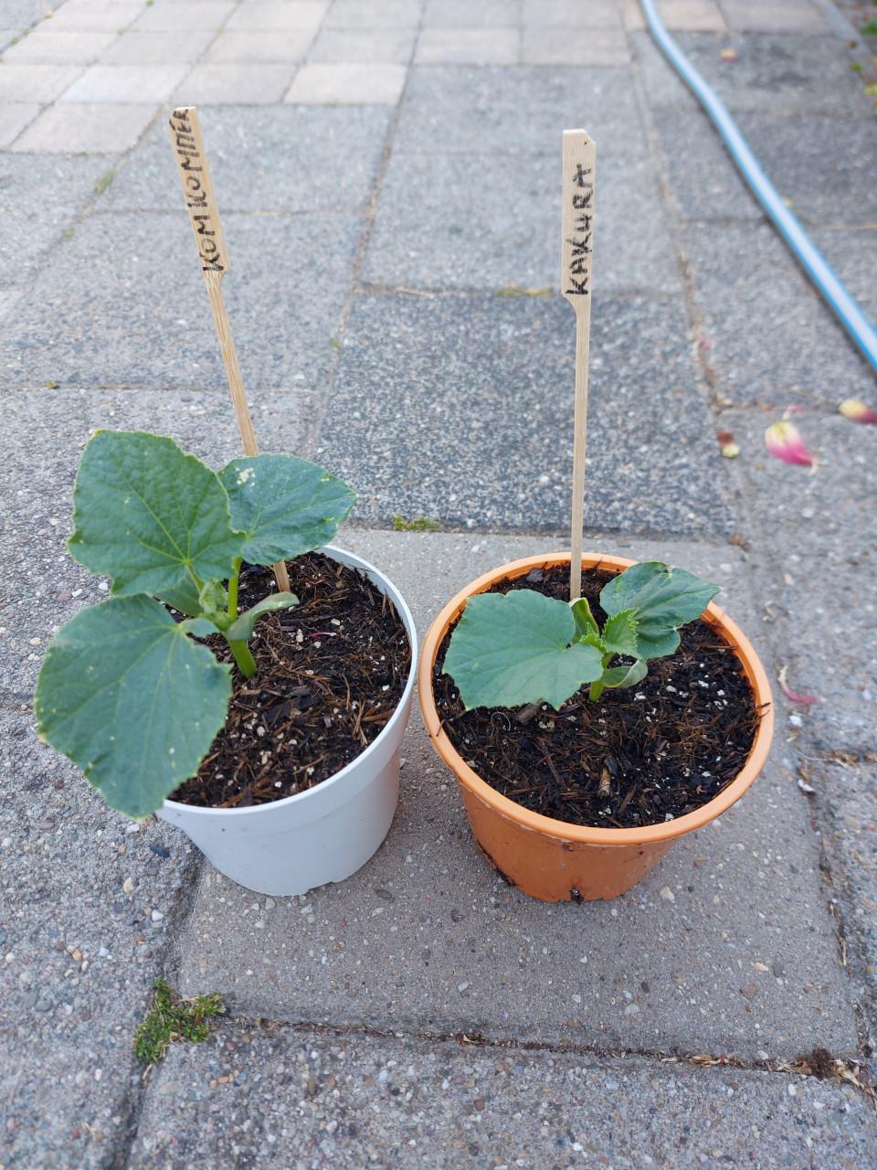 Te koop: SIERTUIN + MOESTUIN PLANTEN BIJ DE VOORDEUR